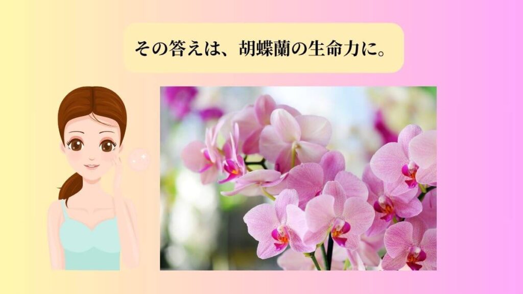 白く美しい胡蝶蘭の花のアップ。40代の敏感肌向けエイジングケア化粧品「オーキッドビューティー」のキー成分、オーキッドエキスの原料。